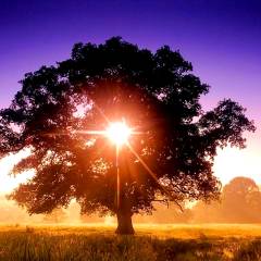 “Finchè io sono nel mondo, sono la luce del mondo”