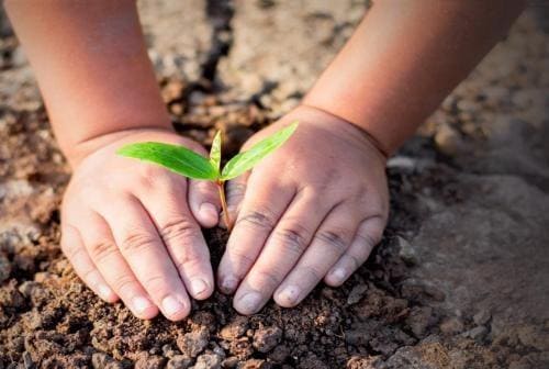 plant and child piccola semina