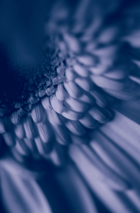 Flower by Alexander Greu on Unsplash