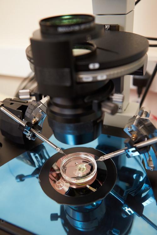 fecondazione eterologa in vitro