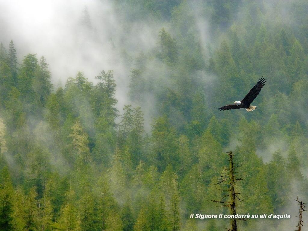 aquila-reale
