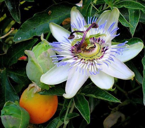 fiore frutto