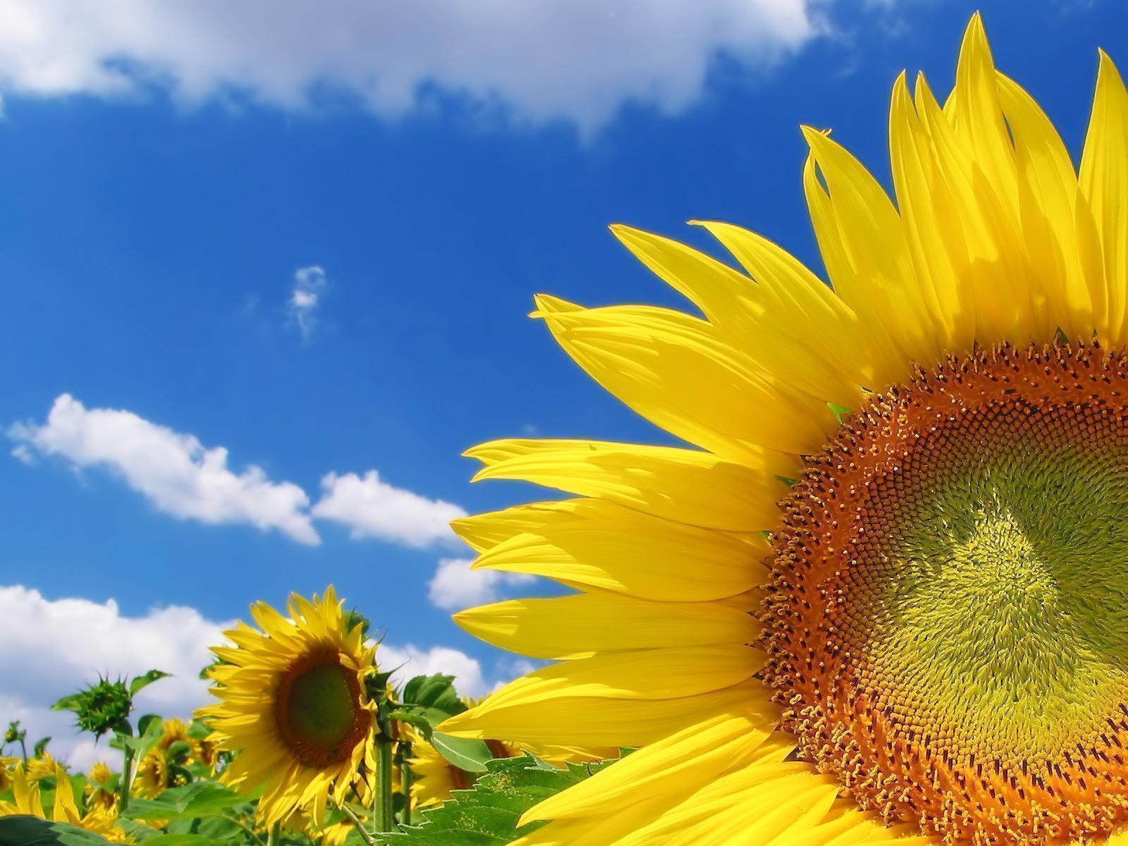 girasole-desktop