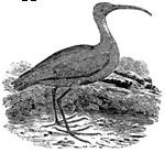 birdwatching-10